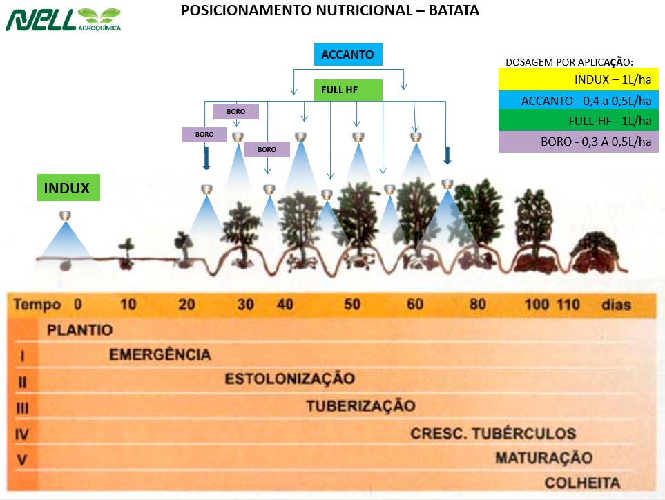 Tabela de Nutrição da Batata