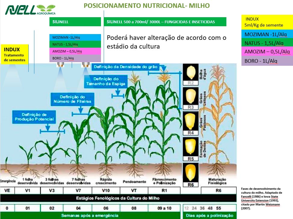 Pòsicionamento Nutricional no Milho